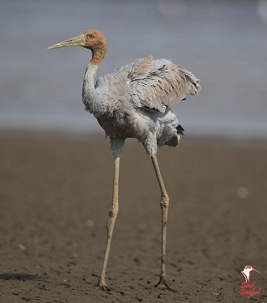 Sarus Crane - ML378399941