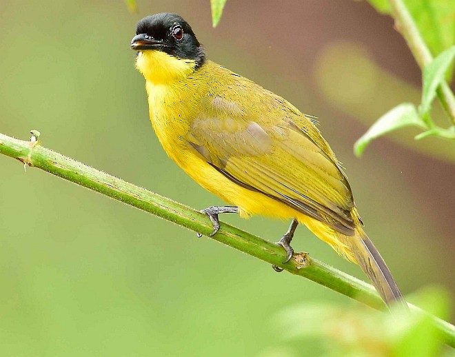 Black-capped Bulbul - ML378399981