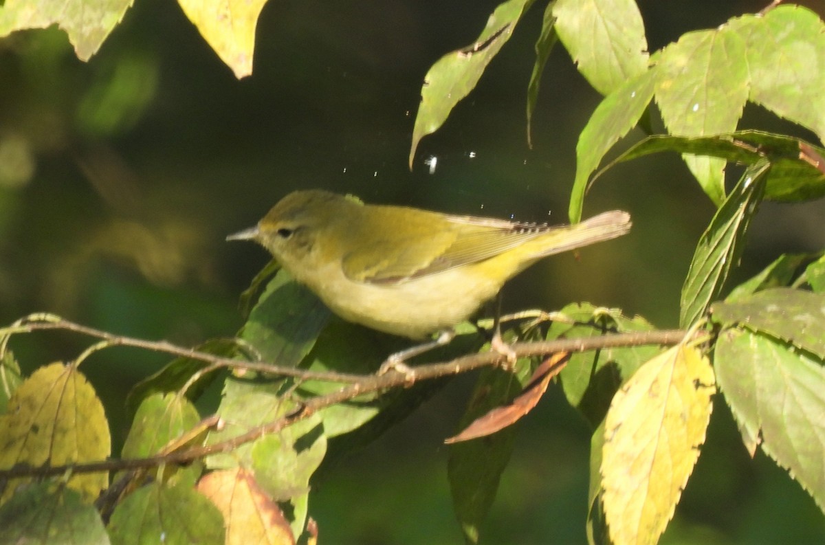 Tennessee Warbler - ML378400271