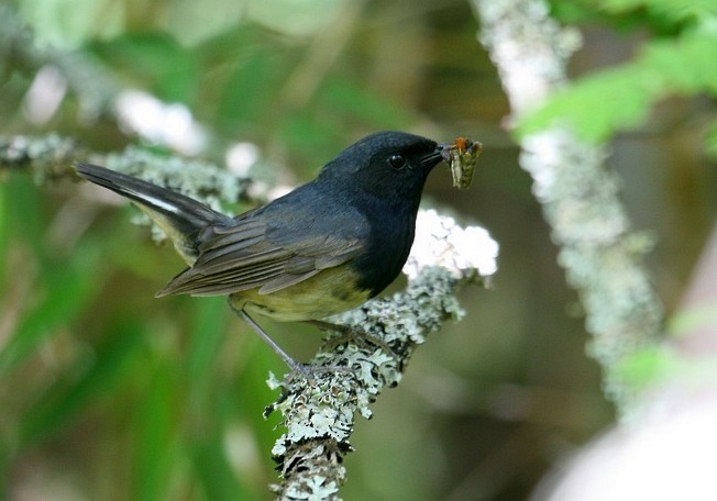 Blackthroat - Jun Tang