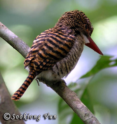 ledňáček vlnkovaný (ssp. melanops) - ML378400701