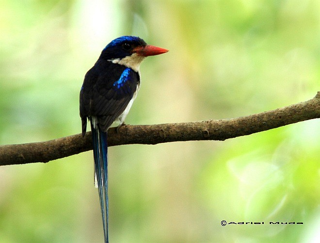 Common Paradise-Kingfisher - ML378400801