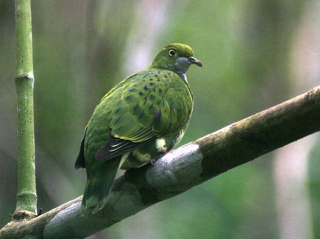 Superb Fruit-Dove (Eastern) - ML378401361