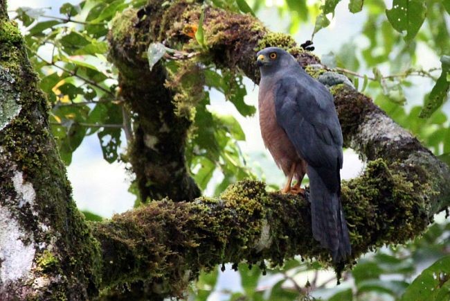 Moluccan Goshawk - ML378401491