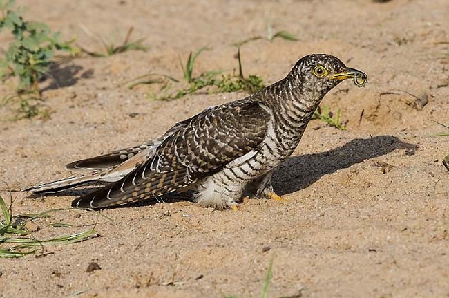 Common Cuckoo - ML378402891