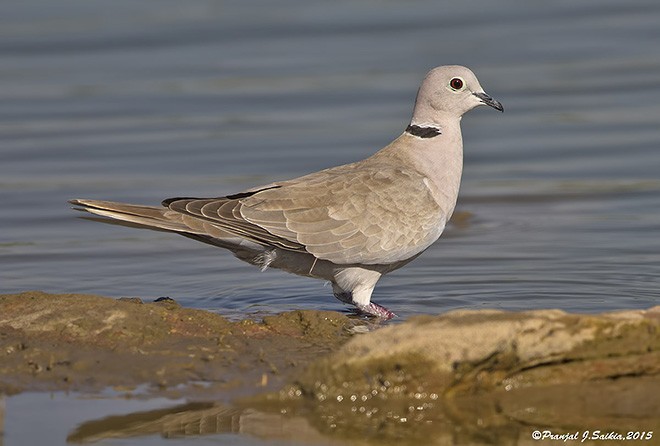 Eurasian Collared-Dove - ML378403011