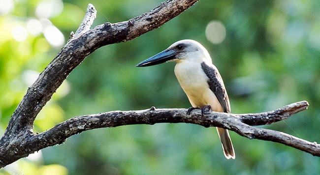 Great-billed Kingfisher - ML378403021