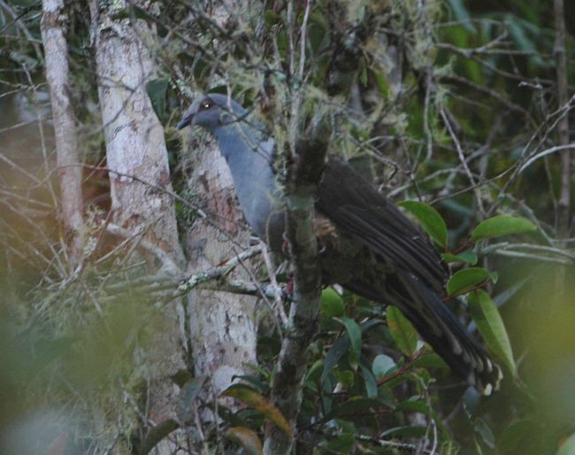 Sombre Pigeon - ML378403191