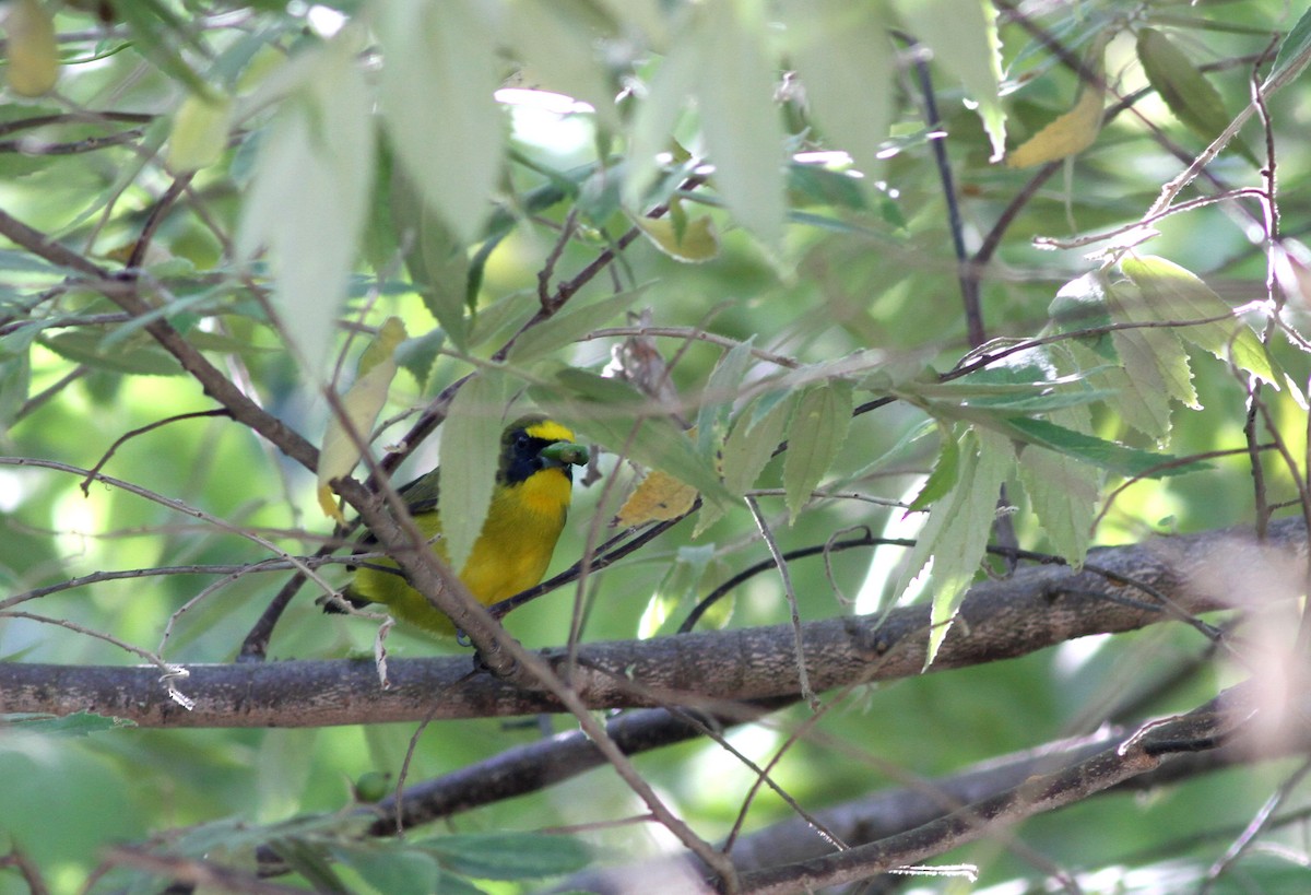 Thick-billed Euphonia (Black-tailed) - ML37840341