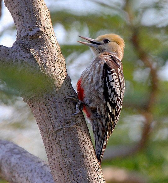 Yellow-crowned Woodpecker - ML378403831