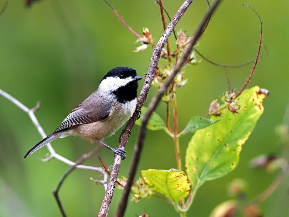 Carolina Chickadee - Gary Mueller