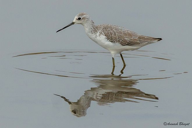 Marsh Sandpiper - ML378404271