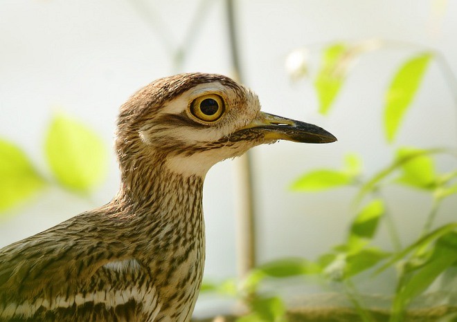 Indian Thick-knee - ML378404421