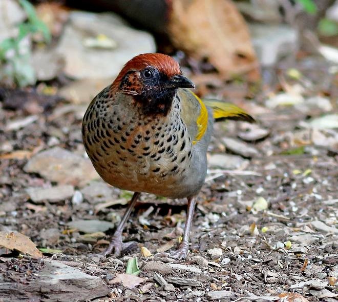 Chestnut-crowned Laughingthrush - ML378404941