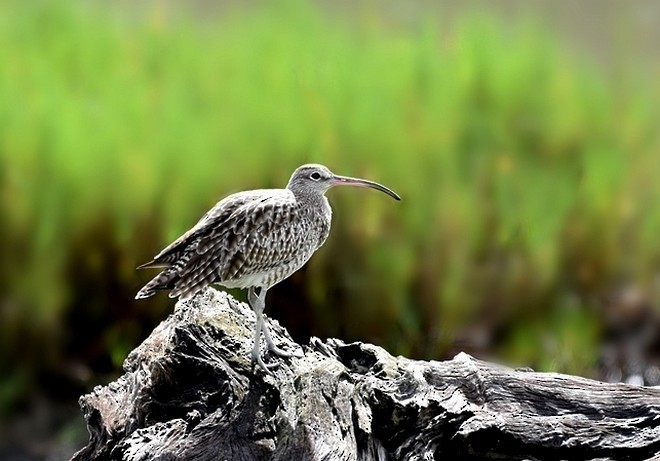 Regenbrachvogel - ML378405341