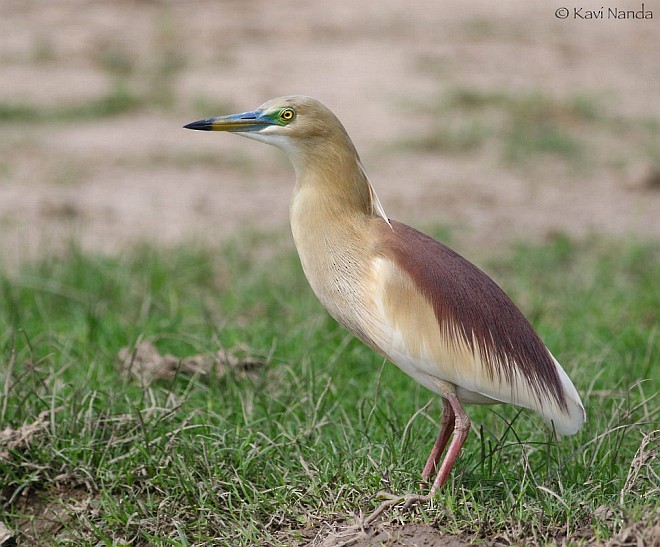 Indian Pond-Heron - Kavi Nanda