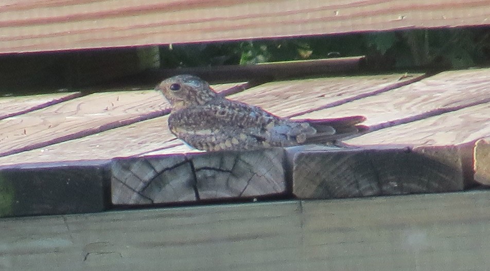 Lesser Nighthawk - ML37840641