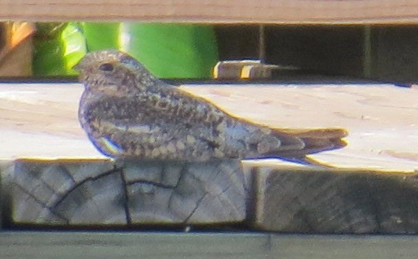 Lesser Nighthawk - ML37840651