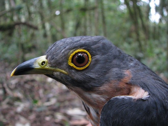 Hodgson's Hawk-Cuckoo - ML378407181