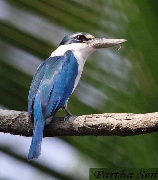 Collared Kingfisher (Oriental) - PARTHA SEN