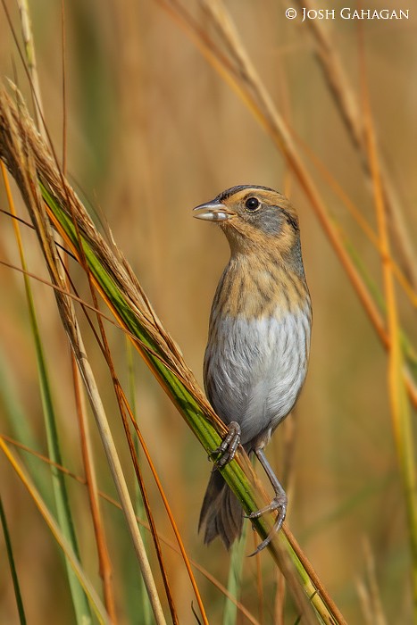 Nelson's Sparrow - ML37840741