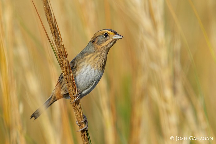 Nelson's Sparrow - Josh Gahagan