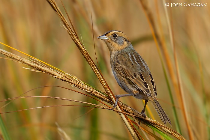 Nelson's Sparrow - ML37840761