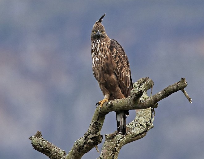 Aigle huppé (cirrhatus/ceylanensis) - ML378408441