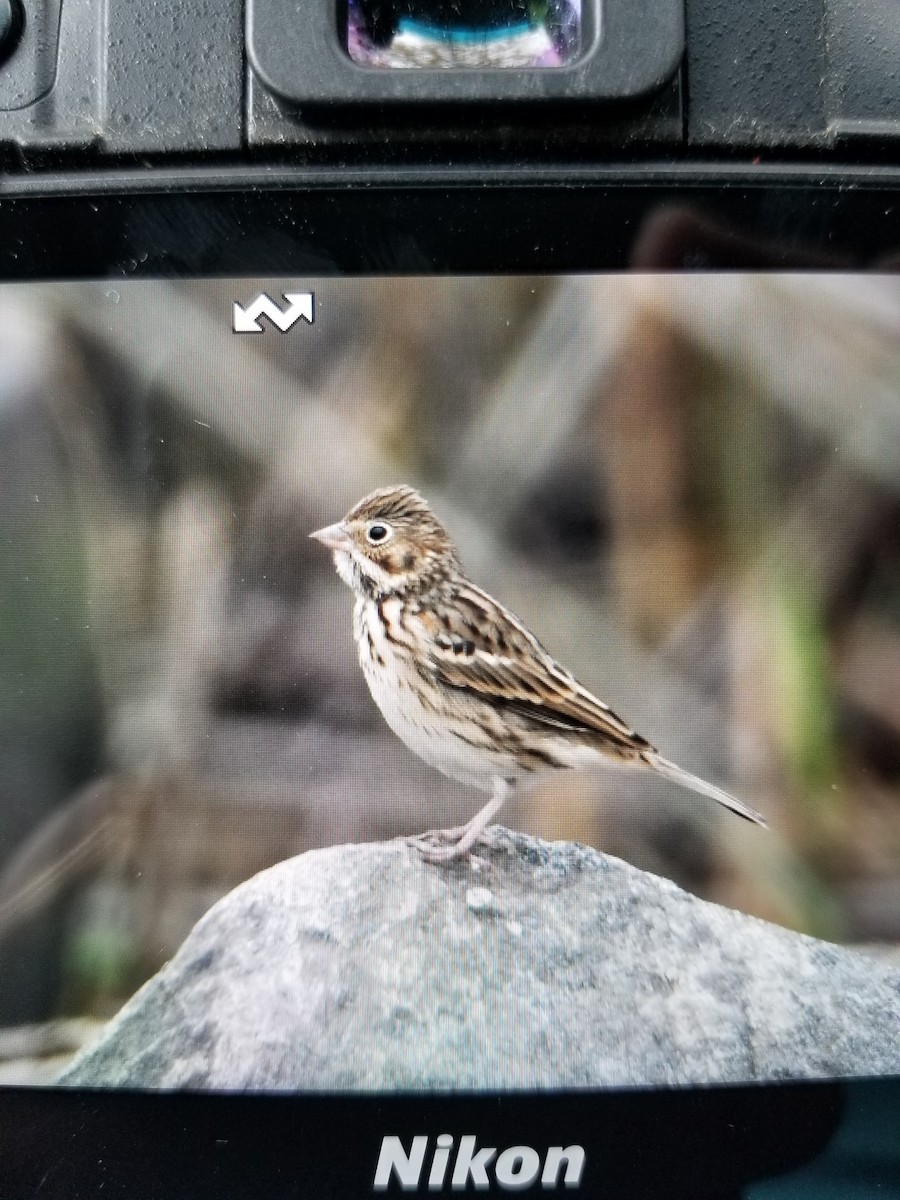 Vesper Sparrow - ML378409571