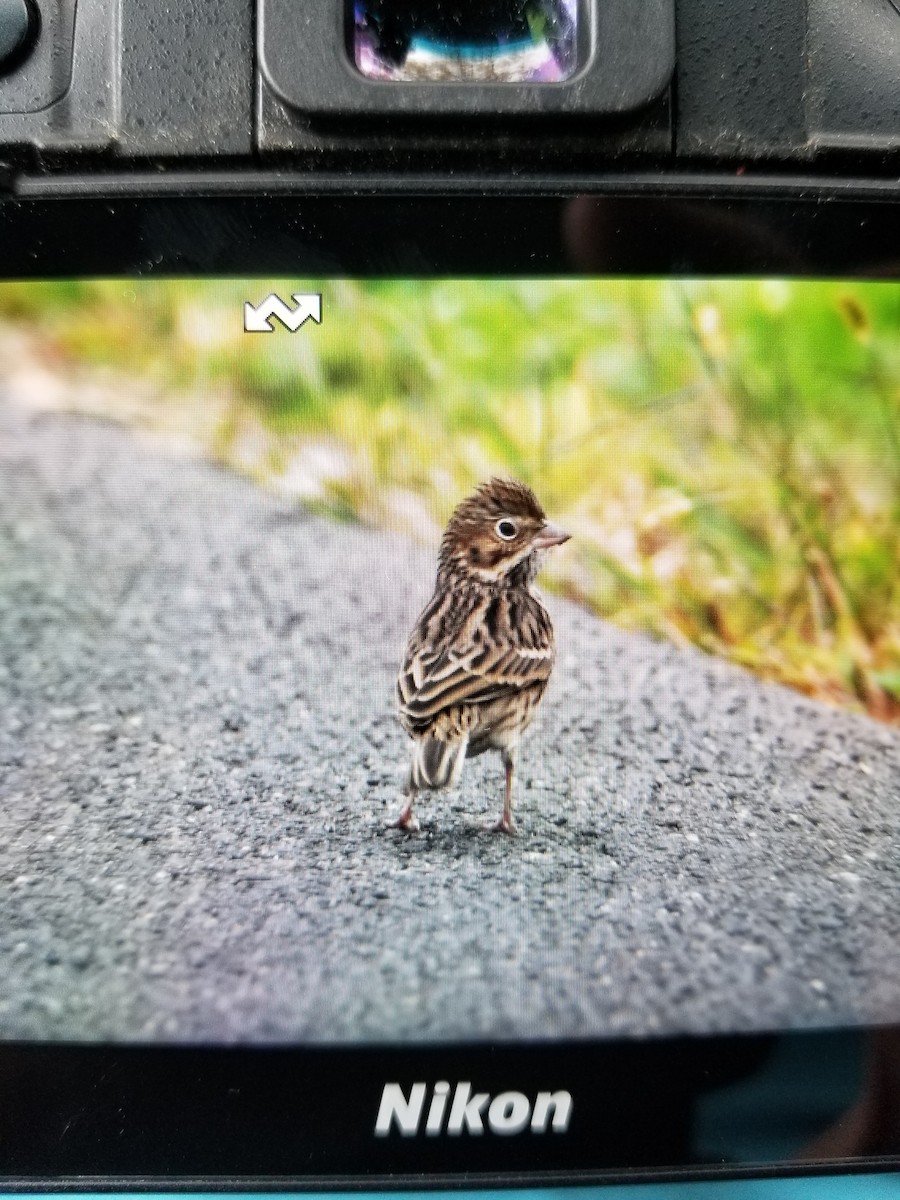 Vesper Sparrow - ML378409591