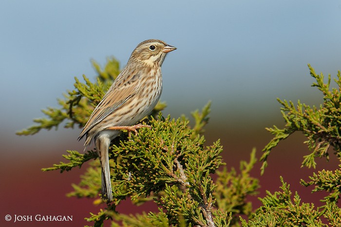 Savannah Sparrow (Ipswich) - Josh Gahagan