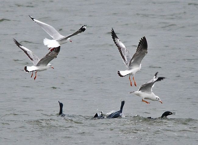 Brown-headed Gull - ML378410271