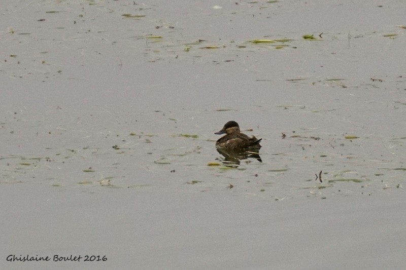 Ruddy Duck - Réal Boulet 🦆