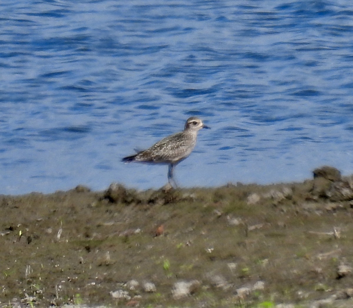 Black-bellied Plover - ML378411361