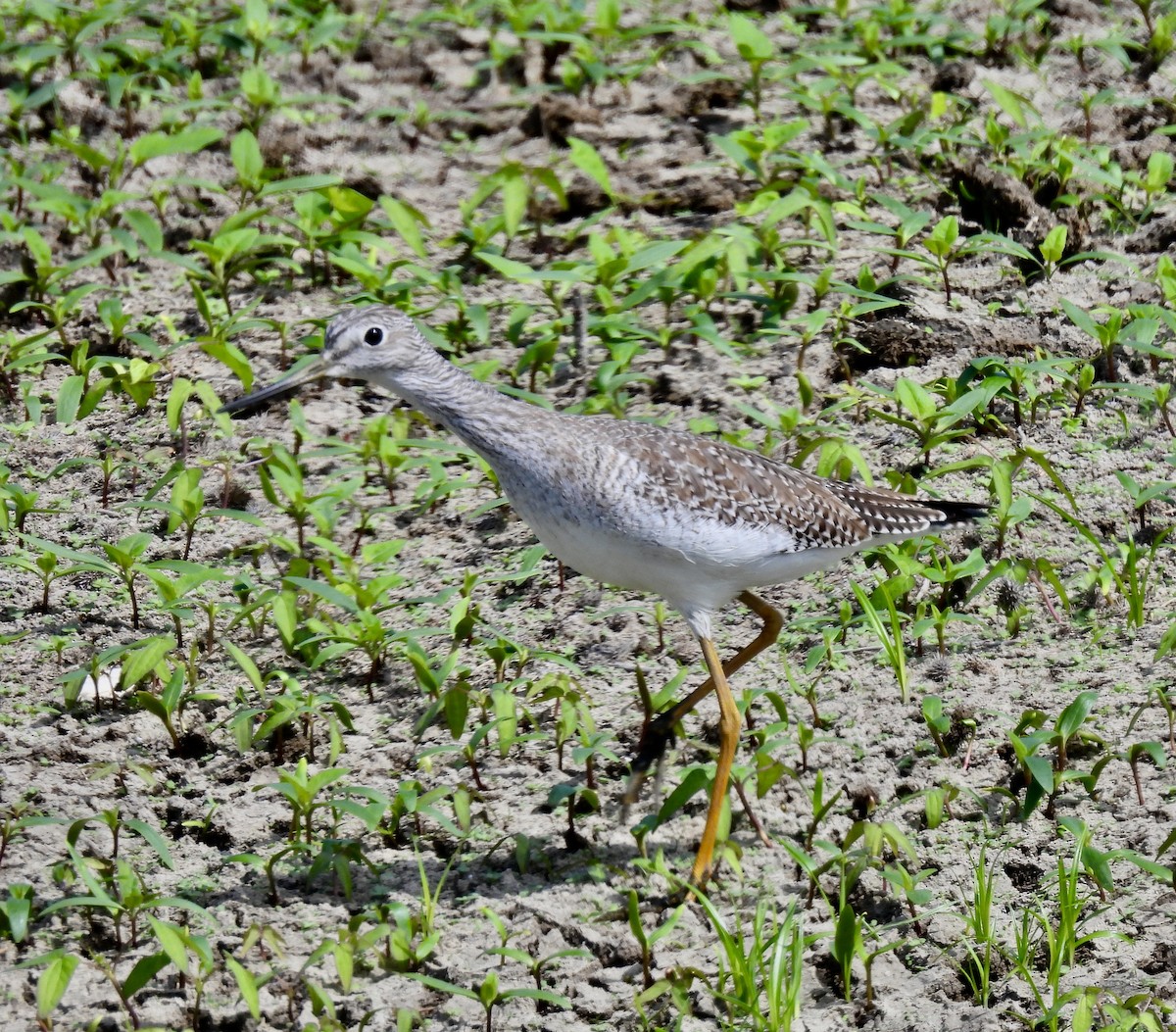 Greater Yellowlegs - ML378411591