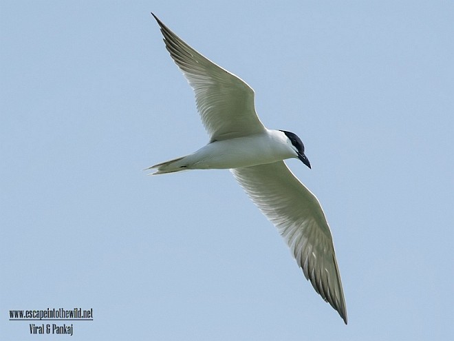 Gull-billed Tern - ML378412321