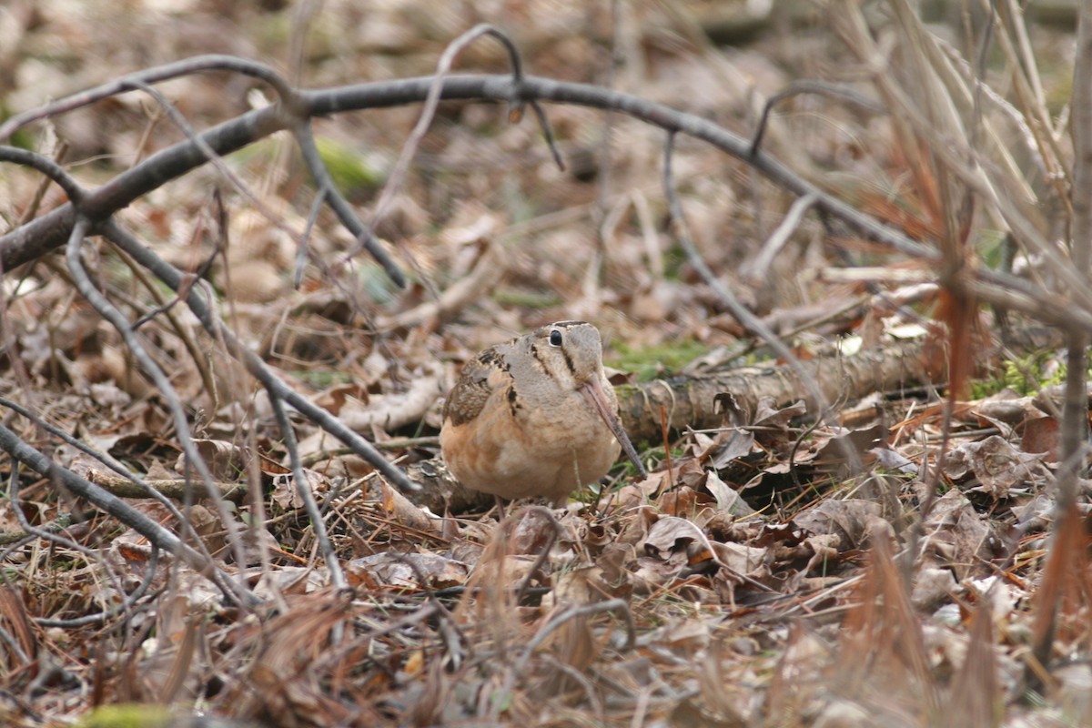 American Woodcock - ML378412371