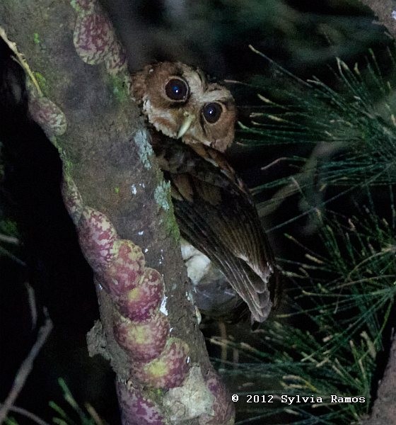 Giant Scops-Owl - ML378412721