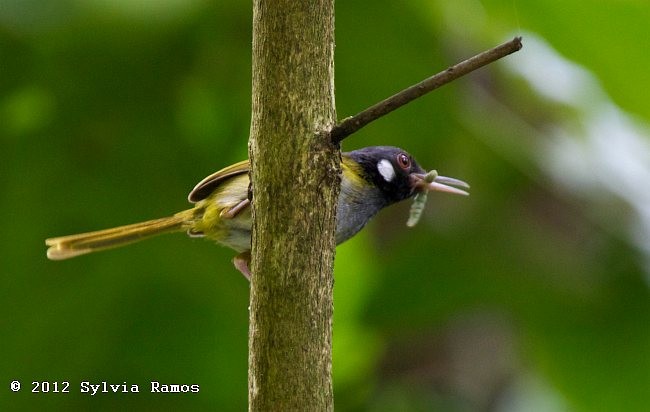 White-eared Tailorbird - ML378412741