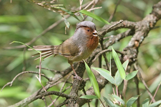 Rusty-throated Parrotbill - ML378412801