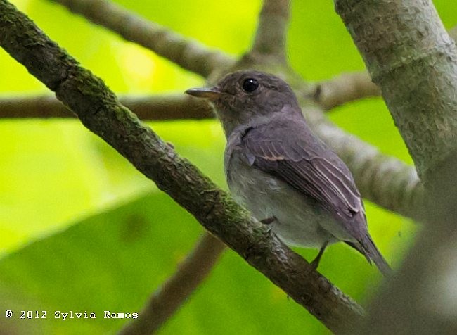 Ashy-breasted Flycatcher - ML378412811