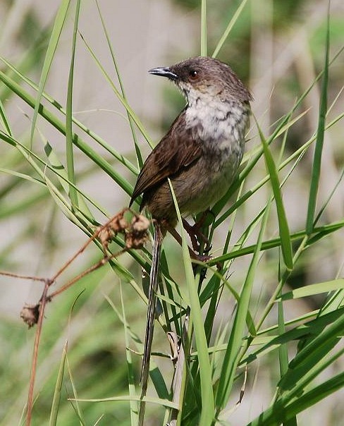 Himalayan Prinia - Prasad Ganpule