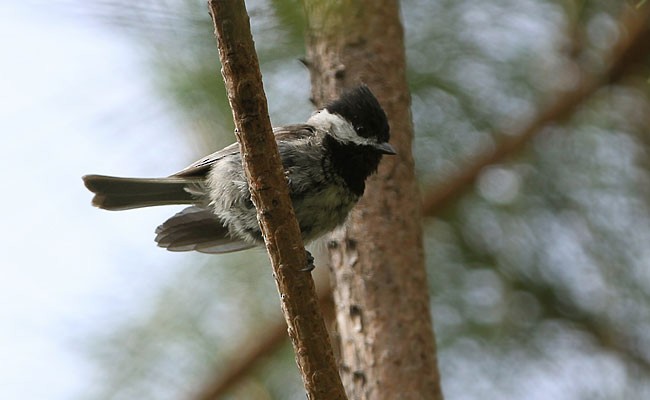 Black-bibbed Tit - ML378413671