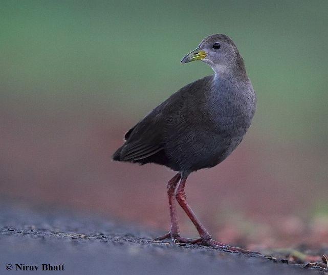 Brown Crake - ML378414231