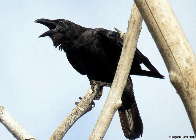 Large-billed Crow - ML378414741