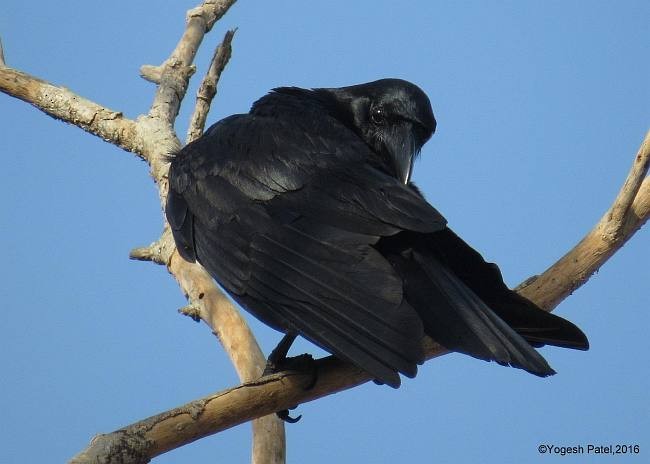 Large-billed Crow - ML378414751