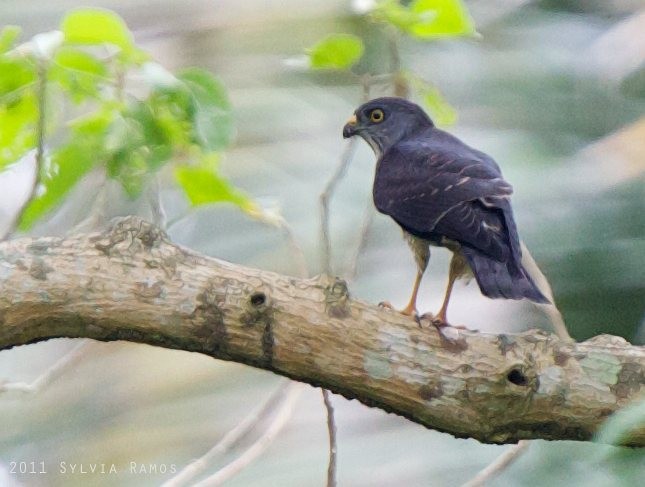 Chinese Sparrowhawk - ML378418191