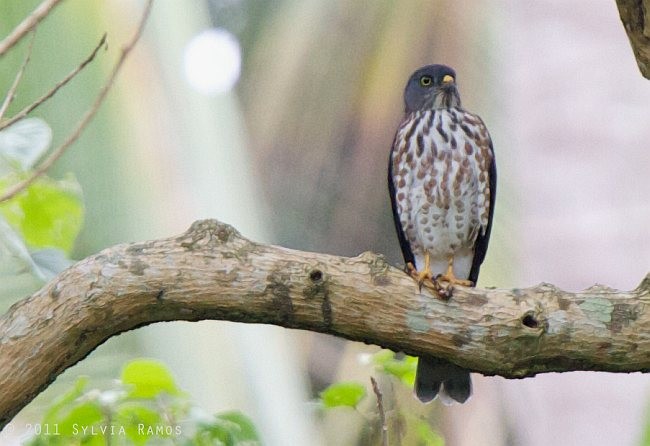 Chinese Sparrowhawk - ML378418231