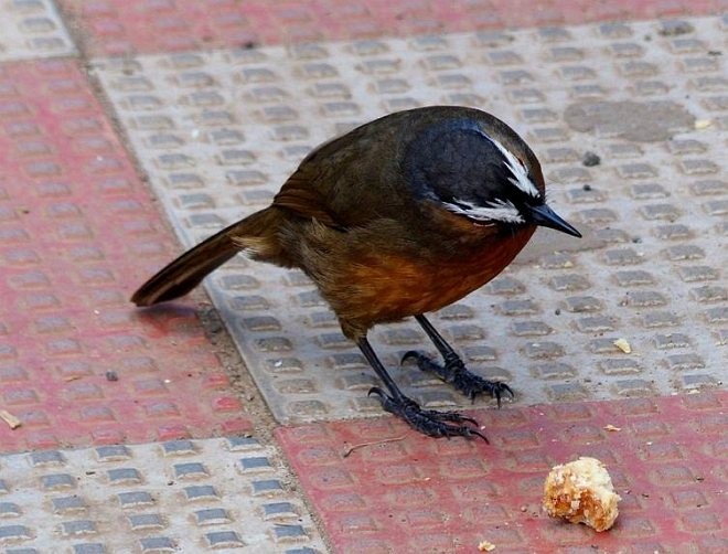 Nilgiri Laughingthrush - forest venkat