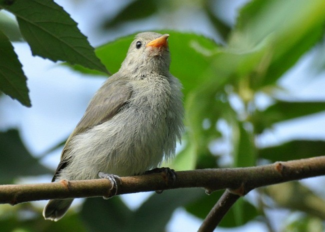 Pale-billed Flowerpecker - ML378419851